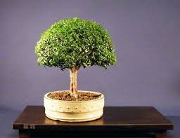 پرورش و نگهداری بونسای مورد